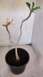 Planta Simples 3022 – 30cm – 03 anos - Imagem 5