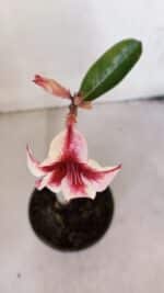 Planta Simples 3023 – 30cm – 02 anos - Imagem 4