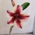 Planta Simples 3023 – 30cm – 02 anos