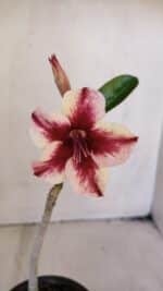 Planta Simples 3023 – 30cm – 02 anos