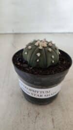 ASTROPHYTUM ASTERIAS STAR SHAPE Nº 390 "NUDUM"  – vaso 09 - Imagem 2