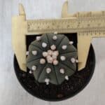 ASTROPHYTUM ASTERIAS STAR SHAPE Nº 390 "NUDUM"  – vaso 09