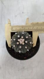 ASTROPHYTUM ASTERIAS STAR SHAPE Nº 390 "NUDUM"  – vaso 09