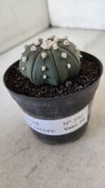 ASTROPHYTUM ASTERIAS STAR SHAPE Nº 390 "NUDUM"  – vaso 09 - Imagem 11