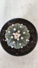 ASTROPHYTUM ASTERIAS STAR SHAPE Nº 390 "NUDUM"  – vaso 09 - Imagem 3