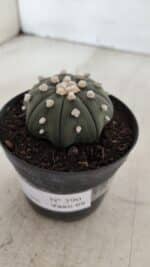 ASTROPHYTUM ASTERIAS STAR SHAPE Nº 390 "NUDUM"  – vaso 09 - Imagem 10
