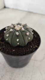 ASTROPHYTUM ASTERIAS STAR SHAPE Nº 390 "NUDUM"  – vaso 09 - Imagem 9