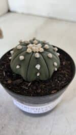ASTROPHYTUM ASTERIAS STAR SHAPE Nº 390 "NUDUM"  – vaso 09 - Imagem 7