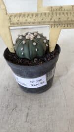 ASTROPHYTUM ASTERIAS STAR SHAPE Nº 390 "NUDUM"  – vaso 09 - Imagem 6