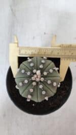 ASTROPHYTUM ASTERIAS STAR SHAPE Nº 391  – vaso 11 - Imagem 5