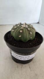 ASTROPHYTUM ASTERIAS STAR SHAPE Nº 391  – vaso 11 - Imagem 11