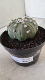 ASTROPHYTUM ASTERIAS STAR SHAPE Nº 391  – vaso 11 - Imagem 10