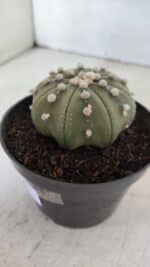ASTROPHYTUM ASTERIAS STAR SHAPE Nº 391  – vaso 11 - Imagem 9