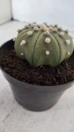 ASTROPHYTUM ASTERIAS STAR SHAPE Nº 391  – vaso 11 - Imagem 8