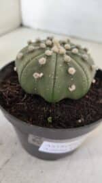 ASTROPHYTUM ASTERIAS STAR SHAPE Nº 391  – vaso 11 - Imagem 7