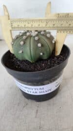 ASTROPHYTUM ASTERIAS STAR SHAPE Nº 391  – vaso 11