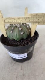 ASTROPHYTUM ASTERIAS STAR SHAPE Nº 391  – vaso 11 - Imagem 6