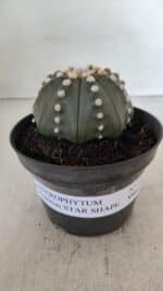 ASTROPHYTUM ASTERIAS STAR SHAPE Nº 392 "NUDUM"  – vaso 11 - Imagem 2