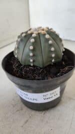 ASTROPHYTUM ASTERIAS STAR SHAPE Nº 392 "NUDUM"  – vaso 11 - Imagem 11