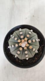 ASTROPHYTUM ASTERIAS STAR SHAPE Nº 392 "NUDUM"  – vaso 11 - Imagem 3