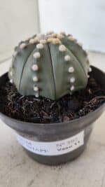 ASTROPHYTUM ASTERIAS STAR SHAPE Nº 392 "NUDUM"  – vaso 11 - Imagem 10