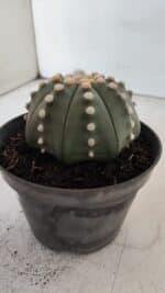 ASTROPHYTUM ASTERIAS STAR SHAPE Nº 392 "NUDUM"  – vaso 11 - Imagem 8