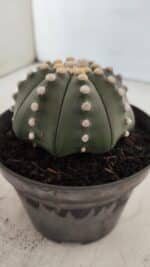 ASTROPHYTUM ASTERIAS STAR SHAPE Nº 392 "NUDUM"  – vaso 11 - Imagem 7