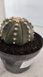 ASTROPHYTUM ASTERIAS STAR SHAPE Nº 392 "NUDUM"  – vaso 11 - Imagem 6