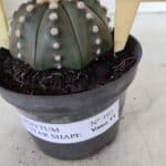 ASTROPHYTUM ASTERIAS STAR SHAPE Nº 392 "NUDUM"  – vaso 11