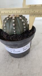 ASTROPHYTUM ASTERIAS STAR SHAPE Nº 392 "NUDUM"  – vaso 11