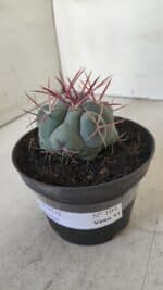 THELOCACTUS Hexaedrophorus Nº 104 – VASO 11 - Imagem 8