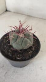 THELOCACTUS Hexaedrophorus Nº 104 – VASO 11 - Imagem 6