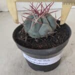 THELOCACTUS Hexaedrophorus Nº 104 – VASO 11