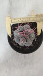 THELOCACTUS Hexaedrophorus Nº 104 – VASO 11 - Imagem 5