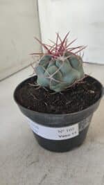 THELOCACTUS Hexaedrophorus Nº 105 – VASO 11 - Imagem 7