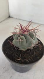 THELOCACTUS Hexaedrophorus Nº 105 – VASO 11 - Imagem 6