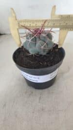 THELOCACTUS Hexaedrophorus Nº 105 – VASO 11 - Imagem 4