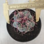 THELOCACTUS Hexaedrophorus Nº 105 – VASO 11