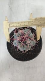 THELOCACTUS Hexaedrophorus Nº 105 – VASO 11