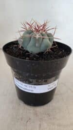 THELOCACTUS Hexaedrophorus Nº 98 – VASO 15 - Imagem 2