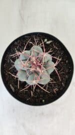 THELOCACTUS Hexaedrophorus Nº 98 – VASO 15 - Imagem 3
