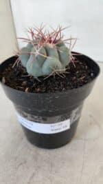 THELOCACTUS Hexaedrophorus Nº 98 – VASO 15 - Imagem 9