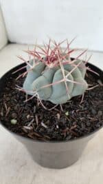 THELOCACTUS Hexaedrophorus Nº 98 – VASO 15 - Imagem 7