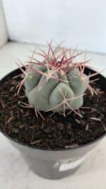 THELOCACTUS Hexaedrophorus Nº 98 – VASO 15 - Imagem 6