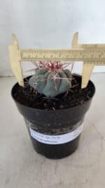 THELOCACTUS Hexaedrophorus Nº 98 – VASO 15