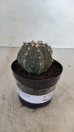 ASTROPHYTUM ASTERIAS Nº 880 – vaso 09 - Imagem 4