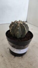 ASTROPHYTUM ASTERIAS Nº 880 – vaso 09 - Imagem 11