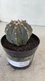 ASTROPHYTUM ASTERIAS Nº 880 – vaso 09 - Imagem 10