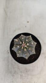 ASTROPHYTUM ASTERIAS Nº 880 – vaso 09 - Imagem 5