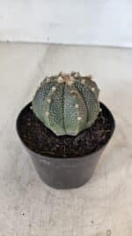 ASTROPHYTUM ASTERIAS Nº 880 – vaso 09 - Imagem 9